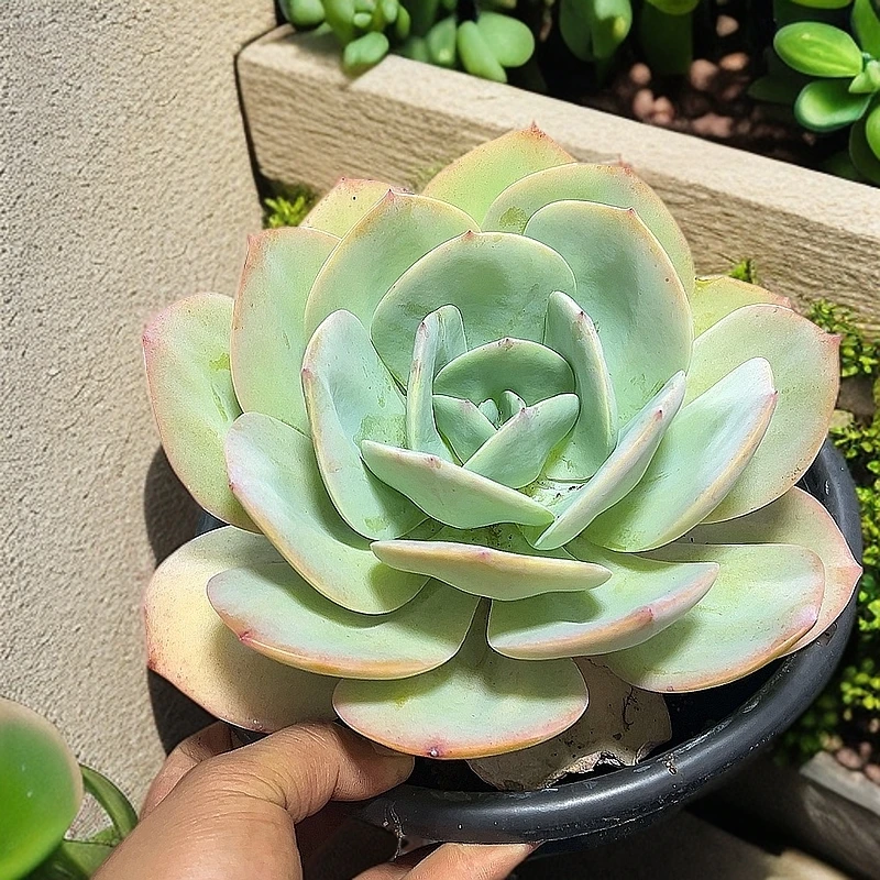 处理白凤脱土 不售后 传承多肉