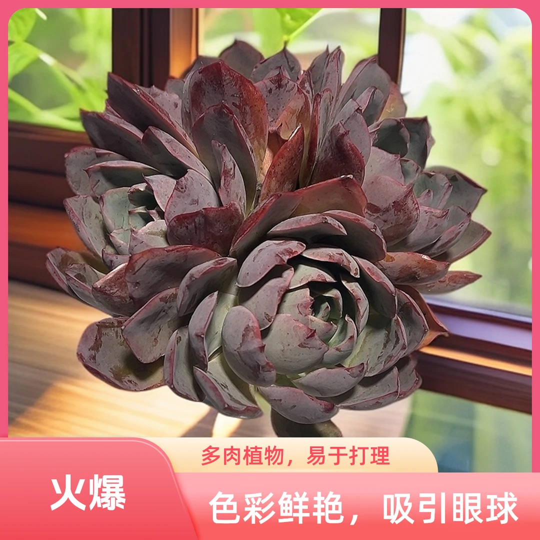 多头赫拉带盆土 传承多肉