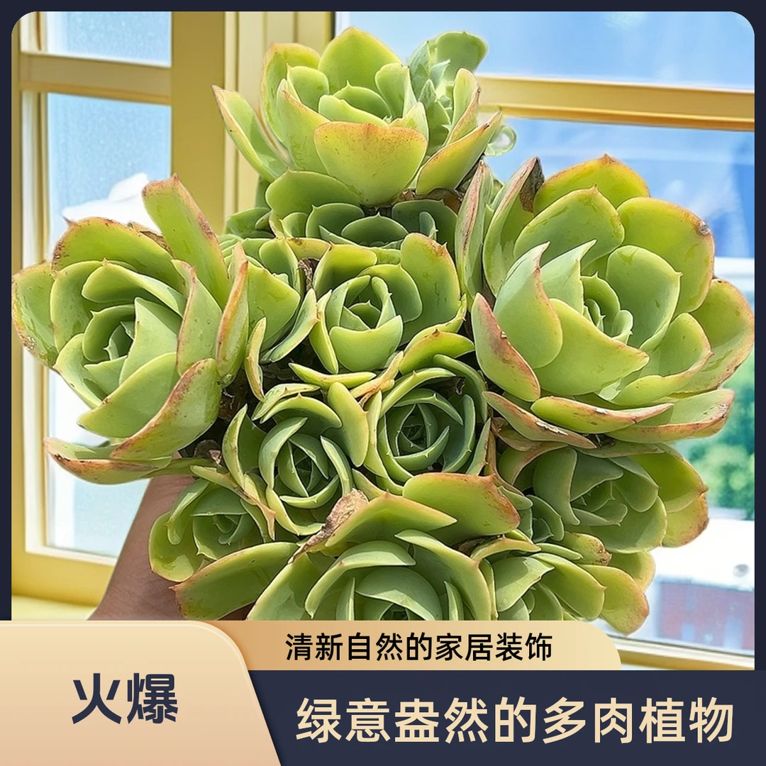 柠檬玫瑰带盆土   传承多肉空气多肉植物耐旱上盆种植固定