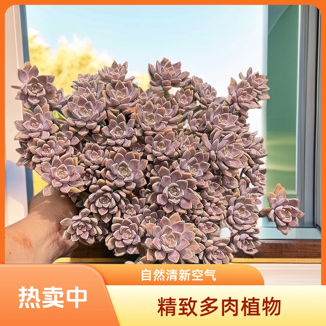 180盆阿伦陪脱土 包邮 传承多肉空气多肉植物耐旱