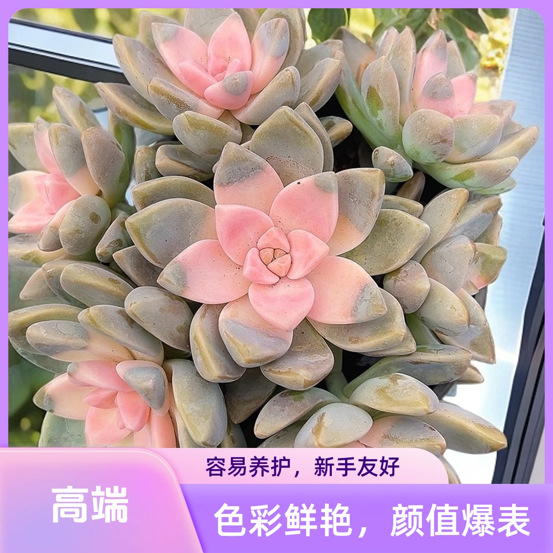樱花景3盆带盆土   传承多肉空气多肉植物耐旱上盆种植