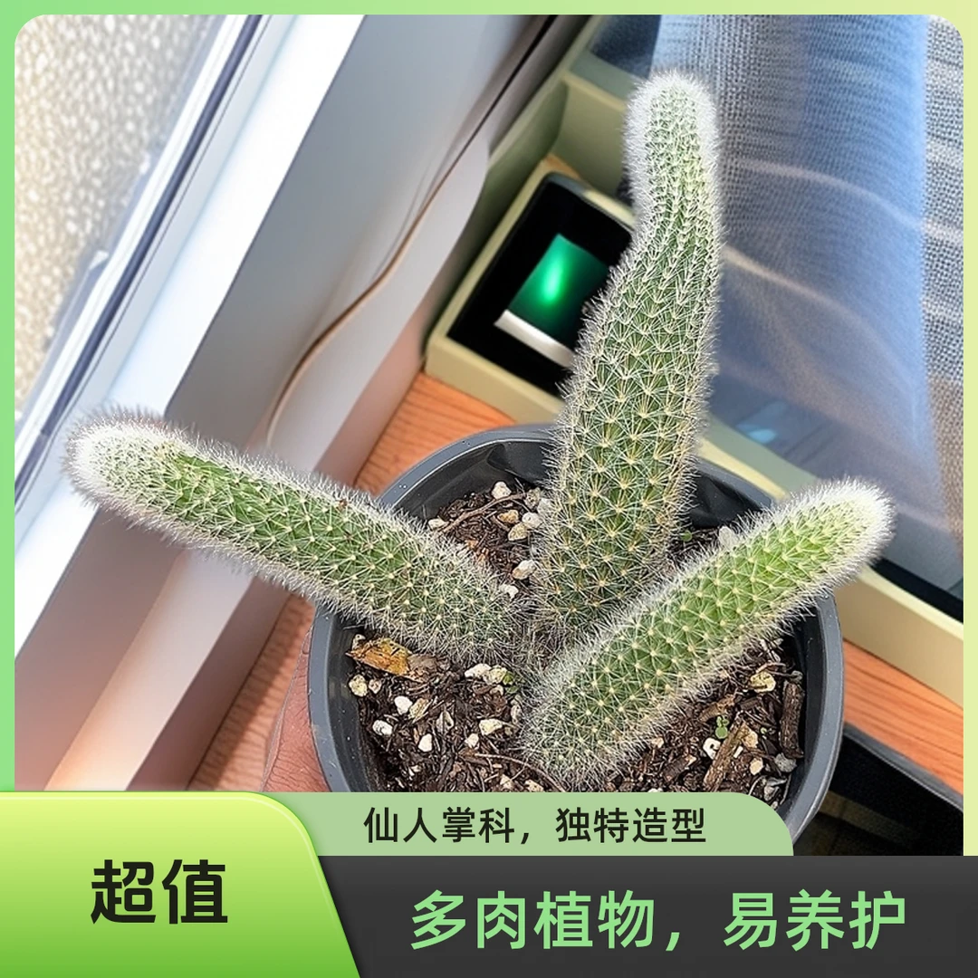 九尾狐1盆脱土 多肉  传承多肉