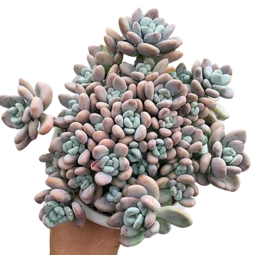 老桩香水洛神脱土   空气耐旱上盆种植固定综合