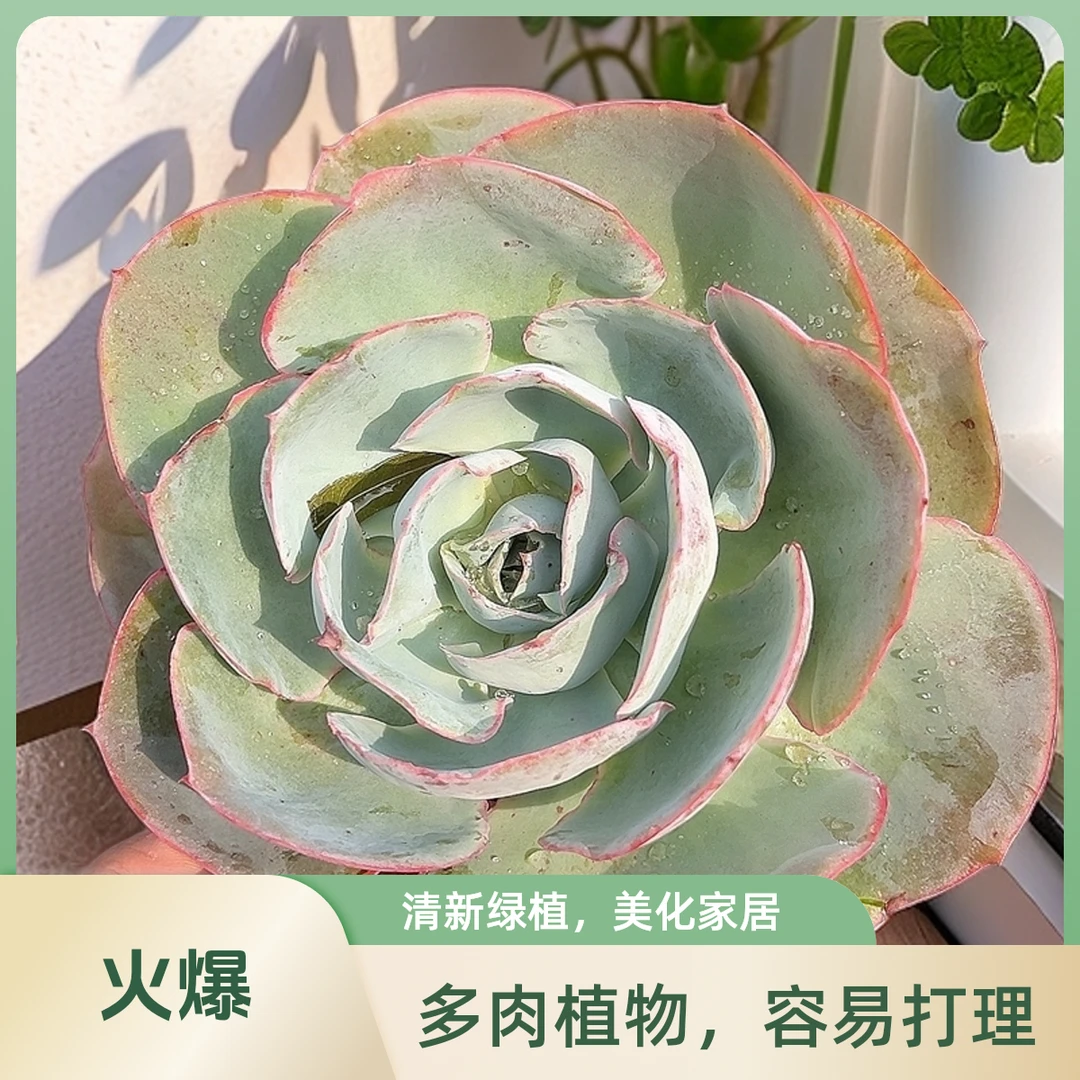 达芬奇密码 多肉 包邮 传承多肉