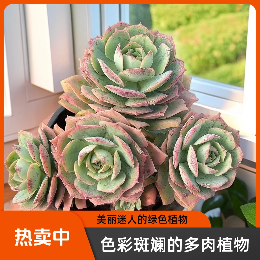 整装克罗地亚玫瑰带盆  传承多肉空气多肉植物耐旱