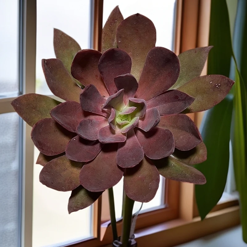 红钻2盆脱土   传承多肉空气多肉植物耐旱上盆种植