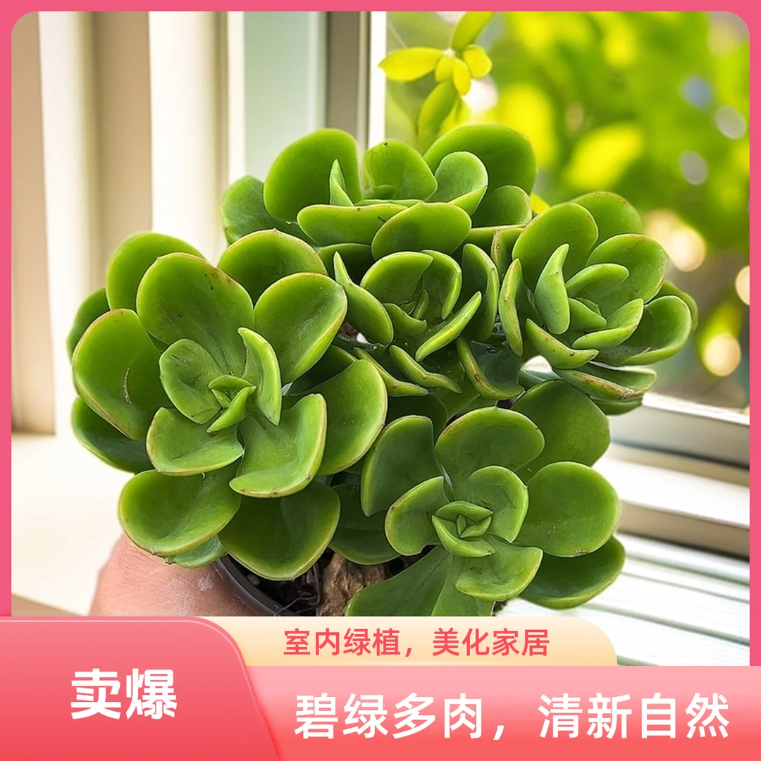 处理红梅1棵脱土 多肉  传承多肉