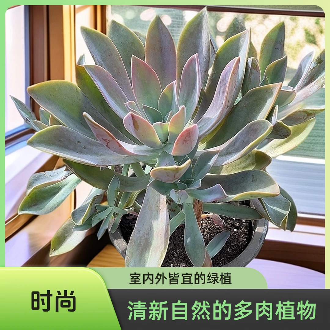 大太妃糖脱土 多肉  传承多肉