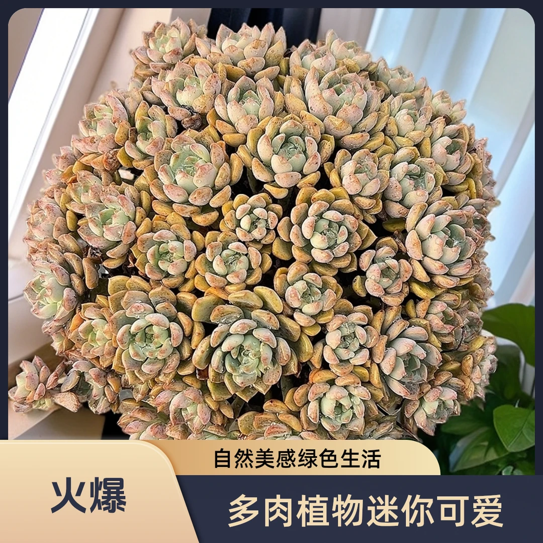 180#手捧粉布偶脱土 多肉 包邮 传承多肉