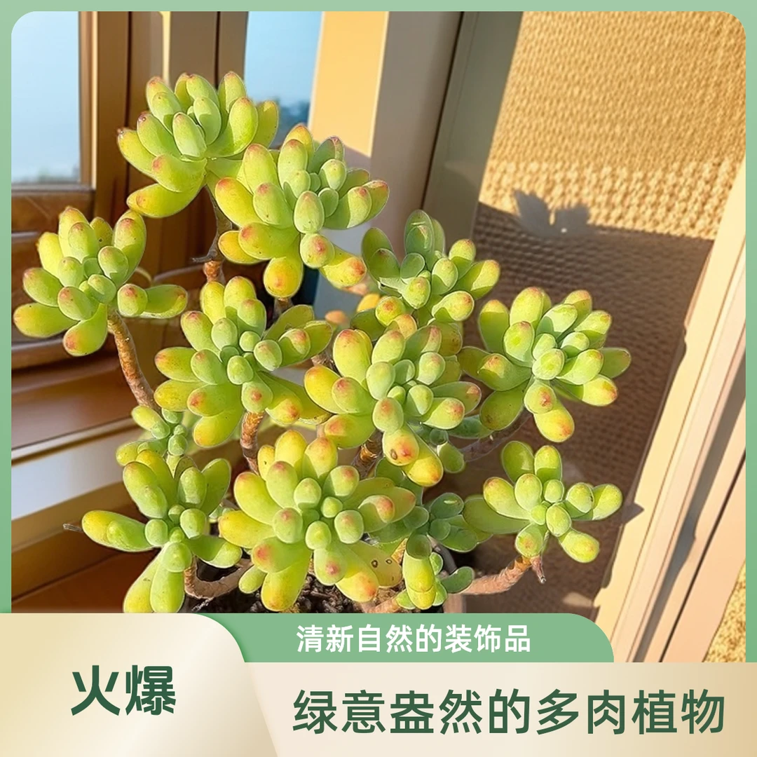乙女心3盆带盆土  包邮 传承多肉空气多肉植物耐旱