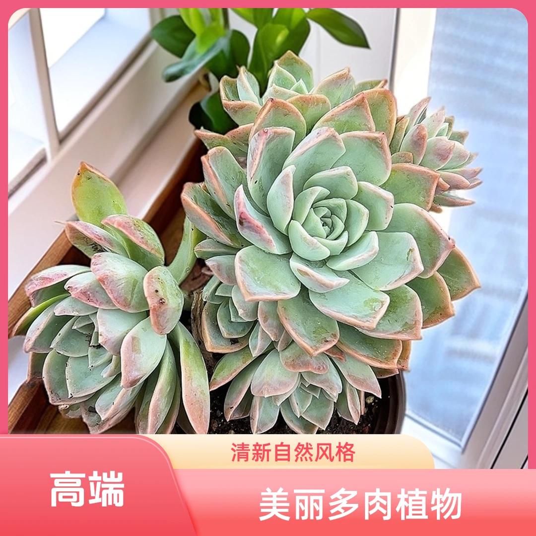 哈利沃森2脱土  包邮 传承多肉空气多肉植物耐旱