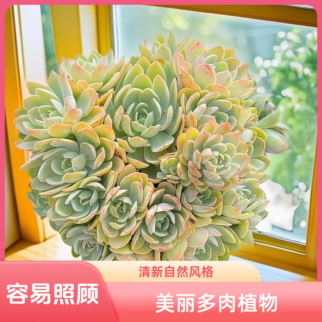 大丝绸面纱脱土 包邮 传承多肉空气多肉植物耐旱上盆种植