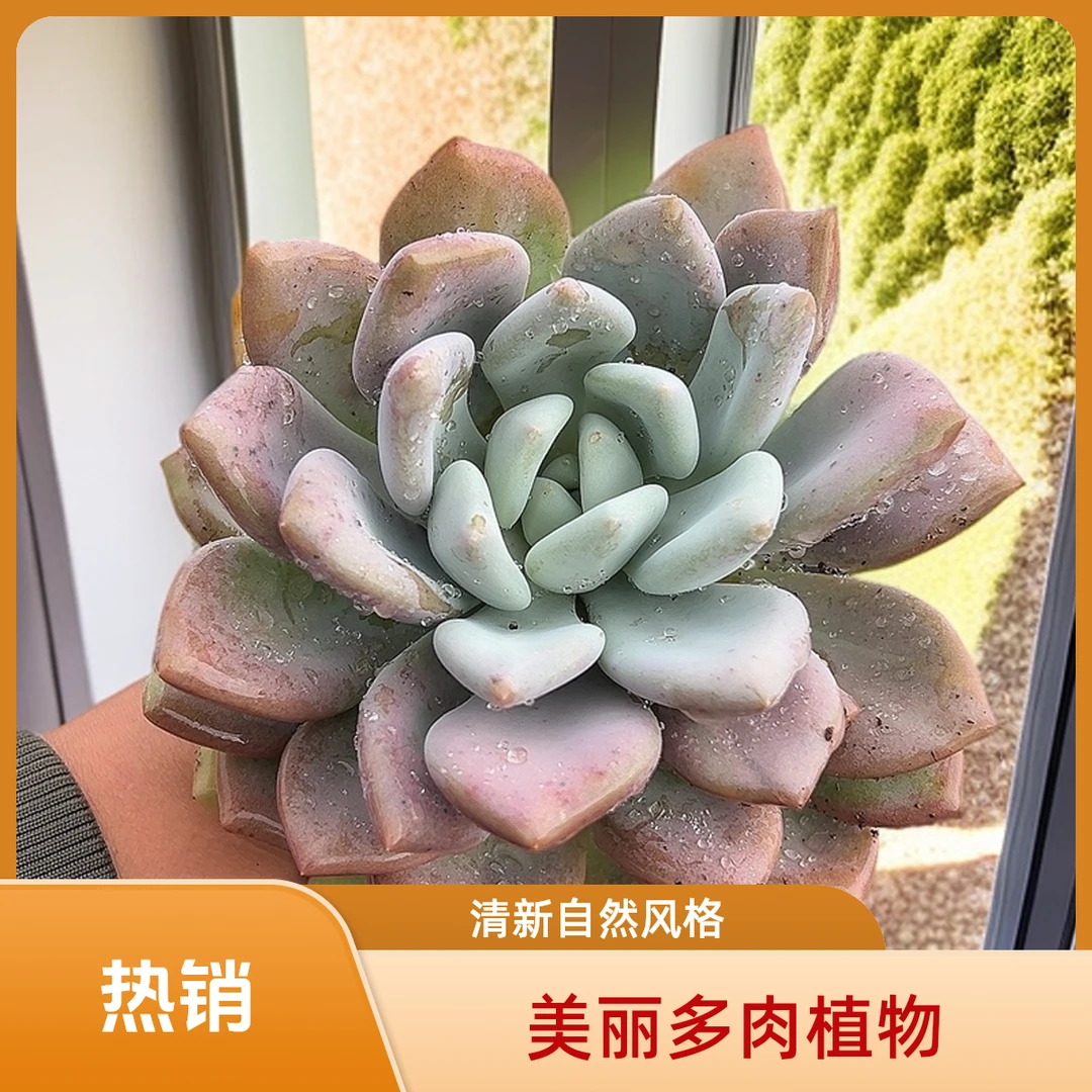 奥普脱土  9.99包邮 传承多肉空气多肉植物耐旱上盆种植