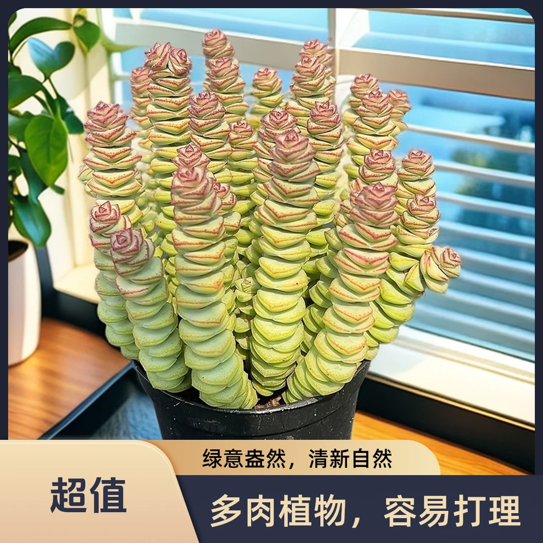 牡丹钱串带盆土   传承多肉空气多肉植物耐旱上盆种植