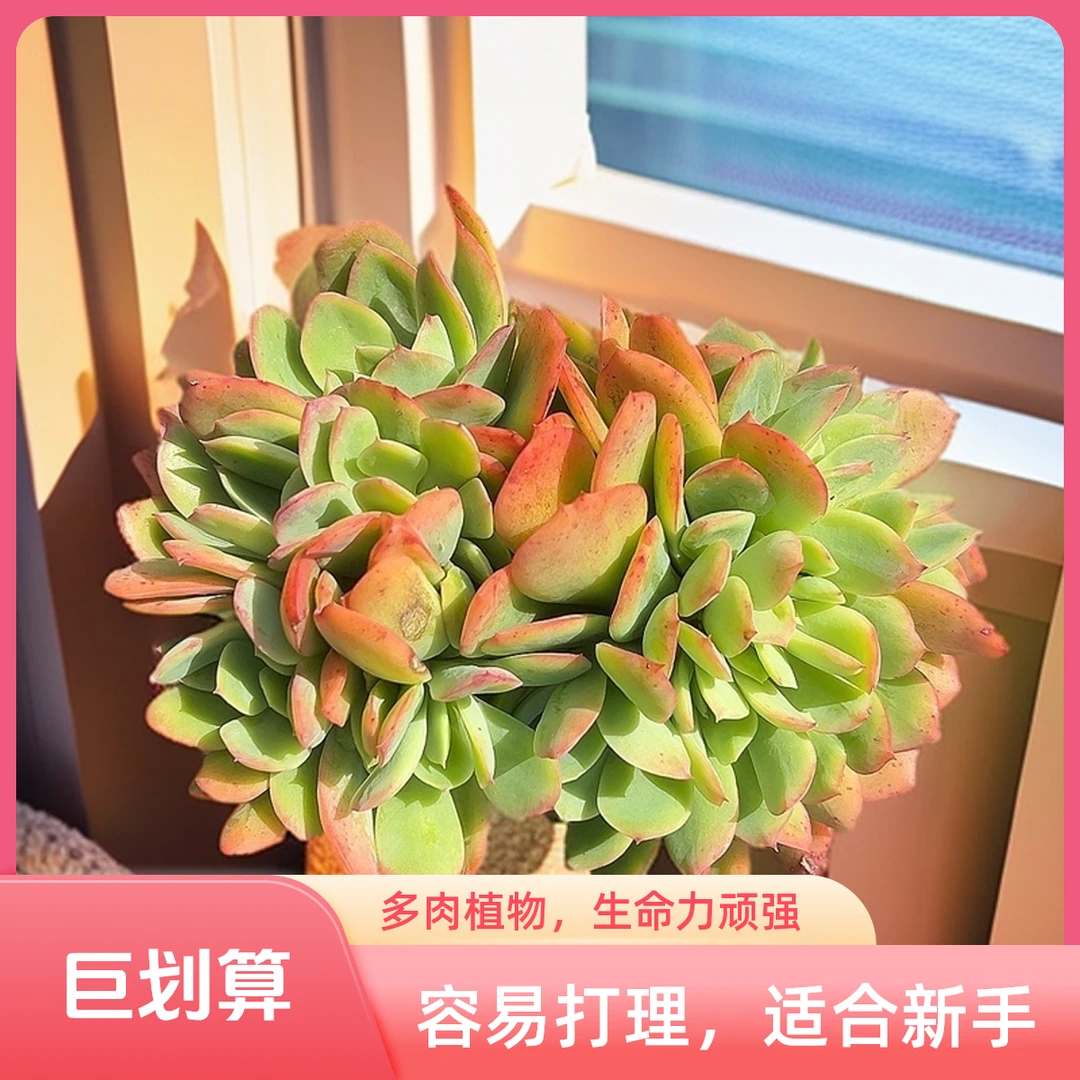 绮罗缀化脱土 多肉 9.99包邮 传承多肉