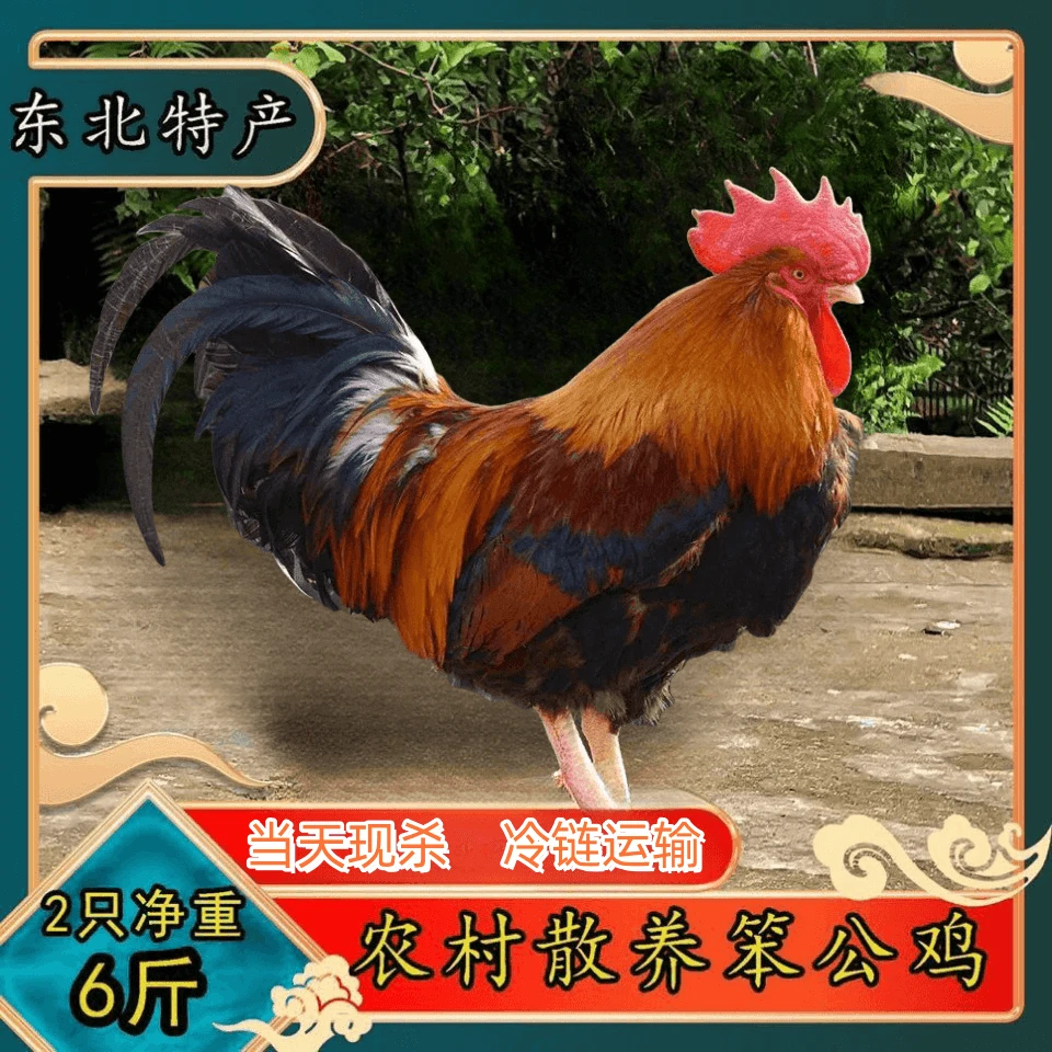 东北林间散养【两只净重6斤】优质冷冻保鲜品质山间散养溜达鸡