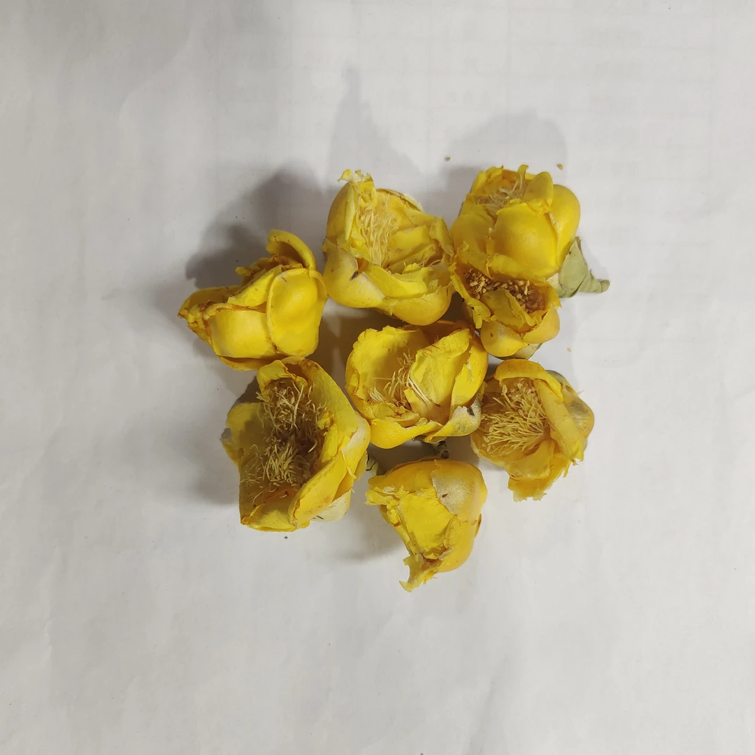 【金茶花】西藏高海拔金茶花   参 泡水 对女性朋友很友好