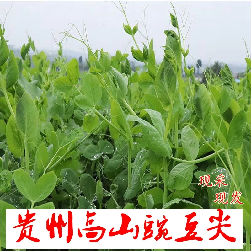 豌豆尖新鲜采摘贵州高山豌豆尖新鲜蔬菜豌豆苗