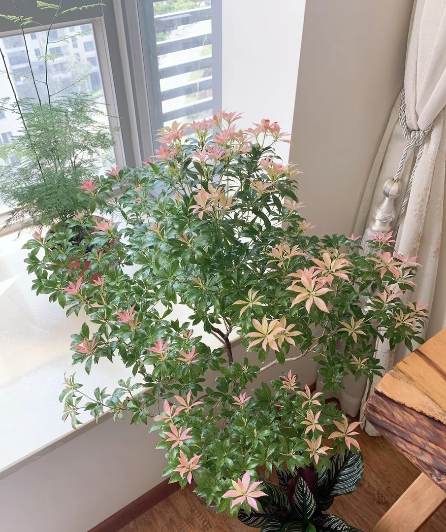 【森夏优选】A-9 进口马醉木水培鲜切绿植室内装饰3-6个月花期