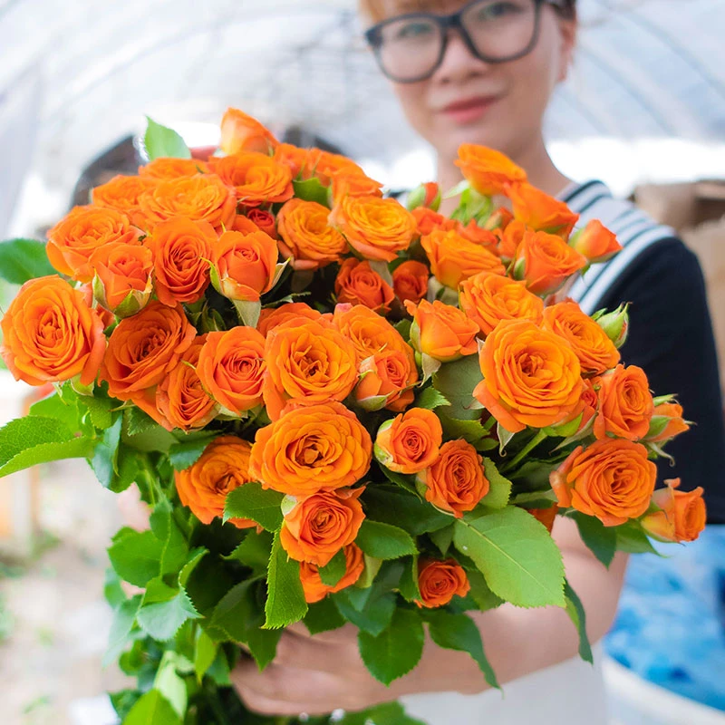 3件1个运费自选顺丰云南鲜花卡罗拉康乃馨腊梅多头玫瑰花高原红
