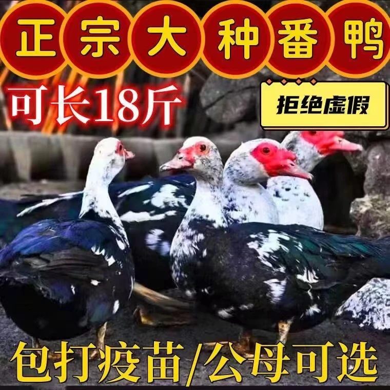大种黑番鸭小活苗正宗黑番鸭大种鸭子 活体鸭苗 包活到家