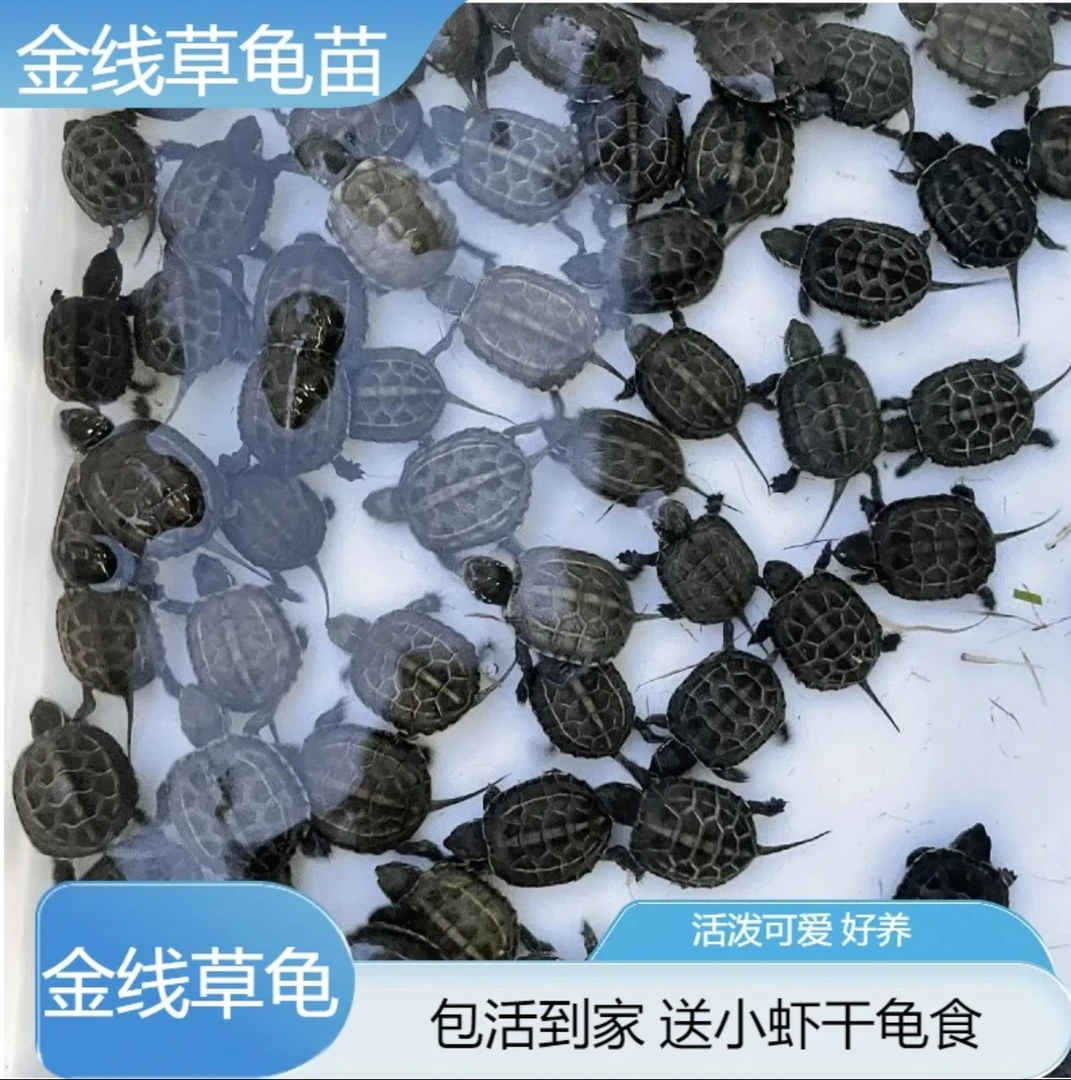金线草龟苗外塘包邮包活送小包龟粮