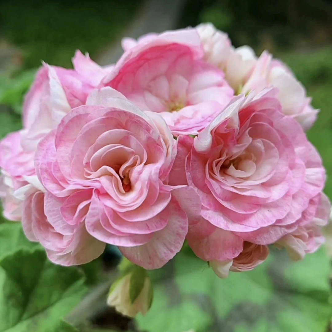 【格蕾丝公主】重瓣天竺葵玫瑰花蕾勤花耐热勤花