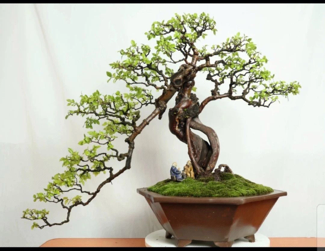 雀梅老桩（不包邮）