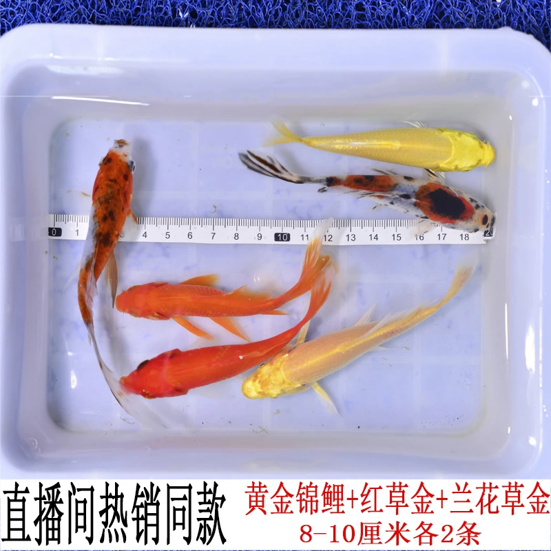 直播间热销同款观赏鱼冷水鱼锦鲤金鱼草金渔场直发练手鱼养宠装备