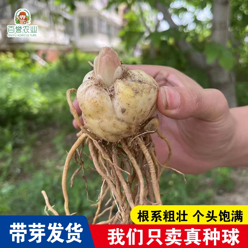 百合种球带芽发货四季开花室内阳台盆栽花卉易活植物耐寒好养活