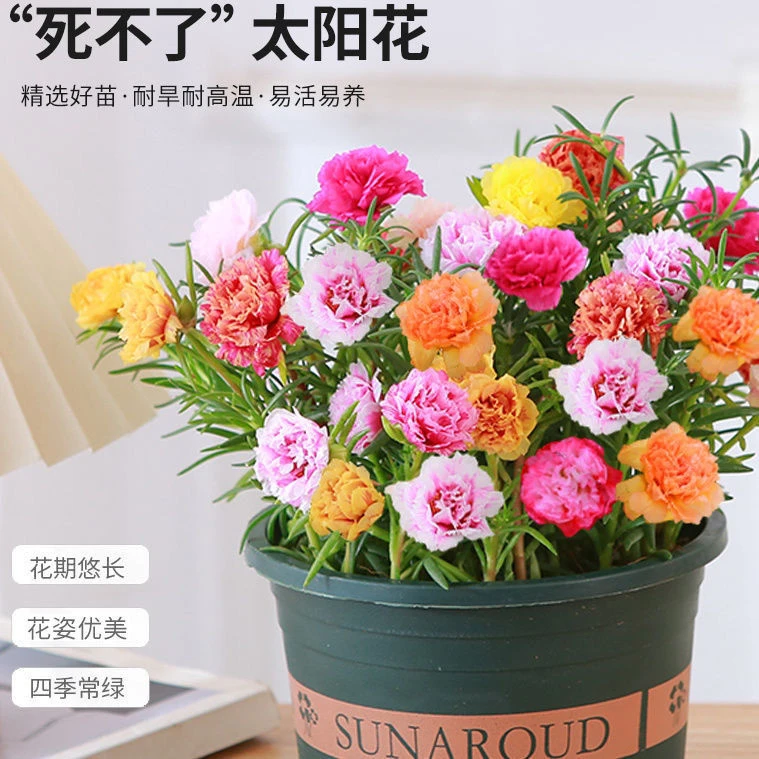 重瓣太阳花苗带根盆栽苗混色喜阳植物带花苞室内阳台庭院四季开花