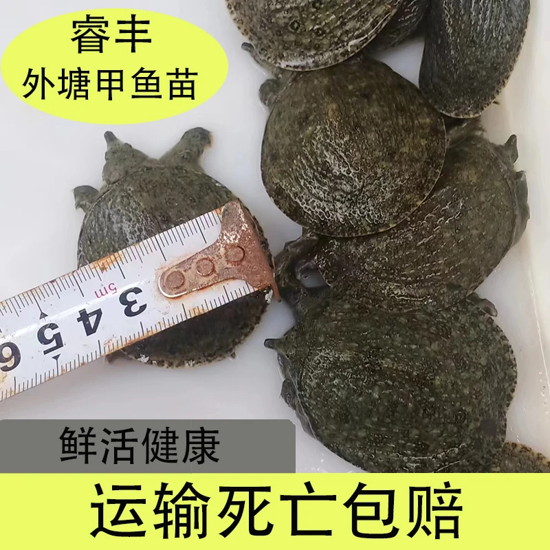 自家养殖外塘冷水原生态甲鱼苗池现抓现发批发包邮包活送开口料