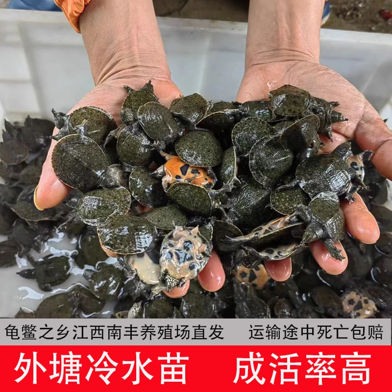 自家养殖外塘冷水原生态甲鱼苗池现抓现发批发包邮包活送开口料
