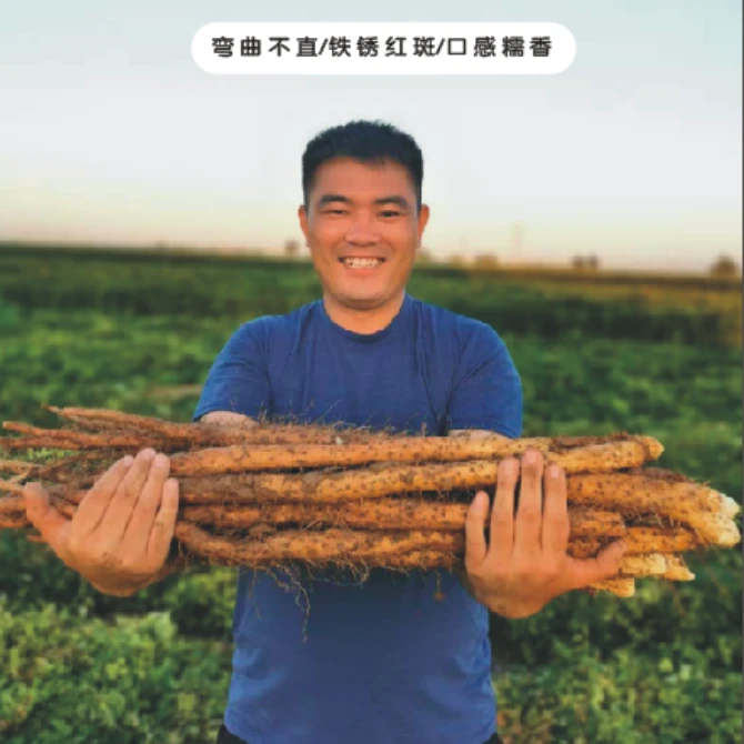软糯粉面河南焦作温县垆土铁棍山药铁杆山药怀山药淮山药正宗地道
