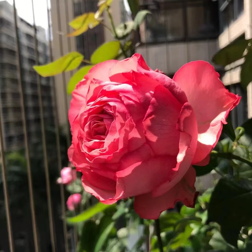 一加仑伊芙新娘月季 鲑鱼粉浓香不垂头花期长复花快耐热耐晒多头