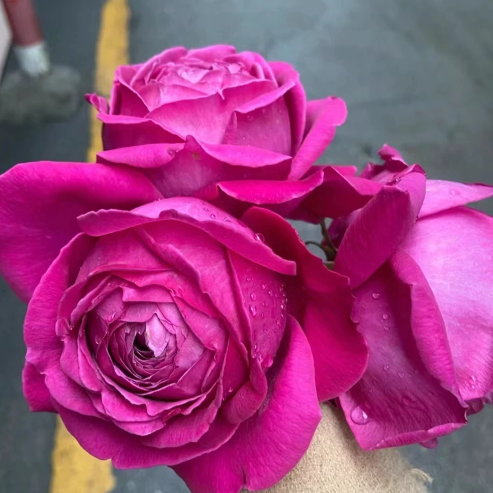 （根接扦插混发）怀旧优雅月季 2加仑