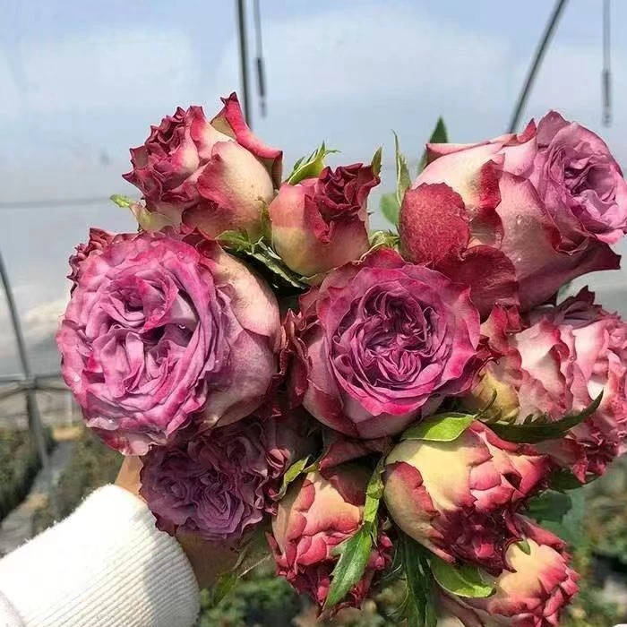 多姿桃 月季 耐寒抗病花期长  1加仑