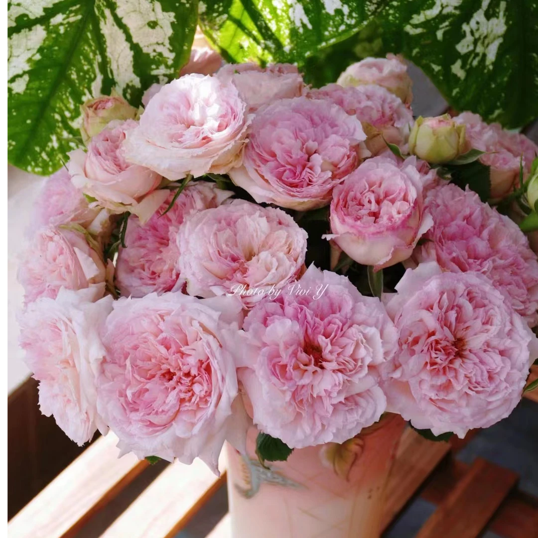 梦幻曲 月季  1加仑