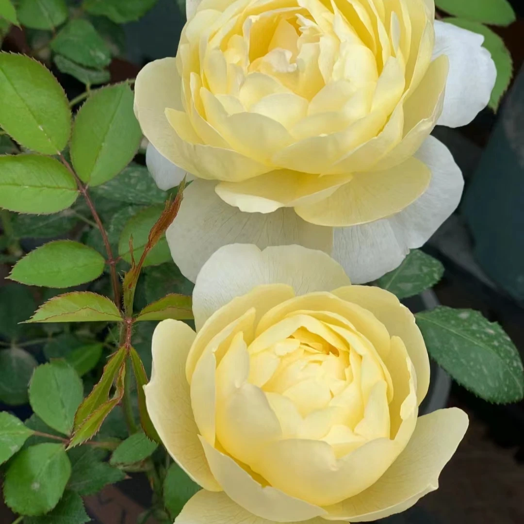 凡妮莎贝尔 月季 2加仑