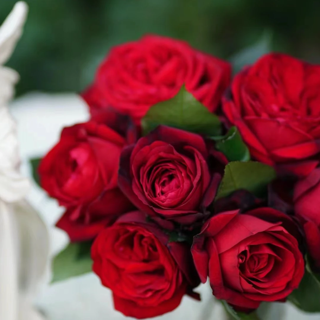 二加仑 海军上将月季  杯状大花花期长勤花浓甜香适应性强