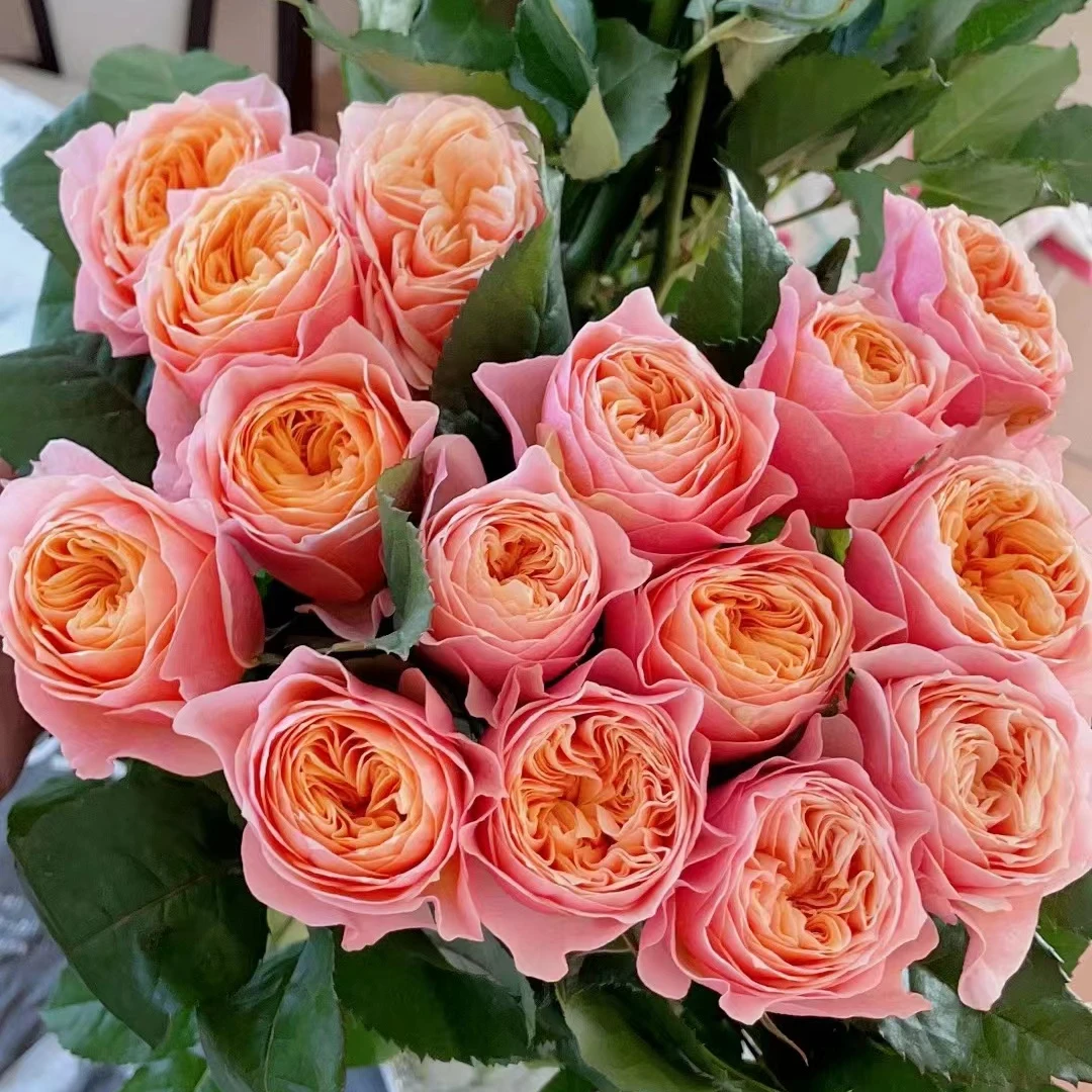 温柔珊瑚心月季 2加仑