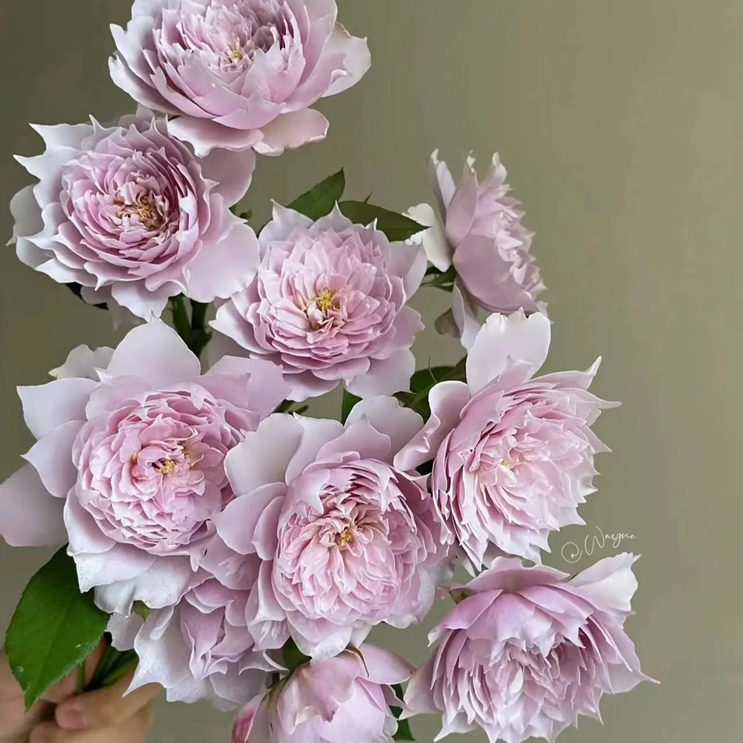 幻紫 生命力强抗病耐晒 月季 1加仑