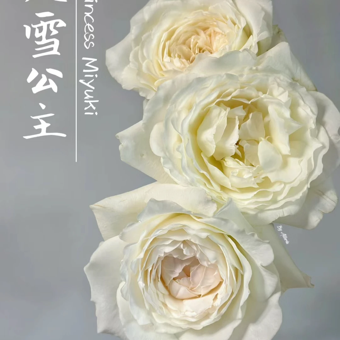 美雪公主月季 2加仑