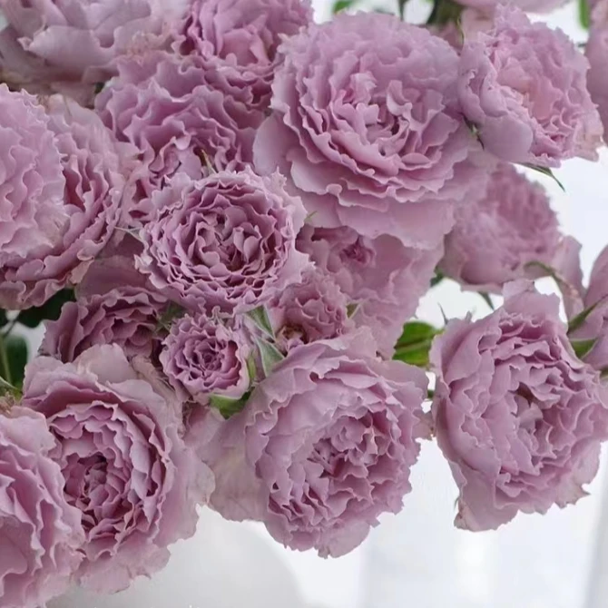蜻蜓 月季 花色多变浓香勤花耐热耐高温  1加仑