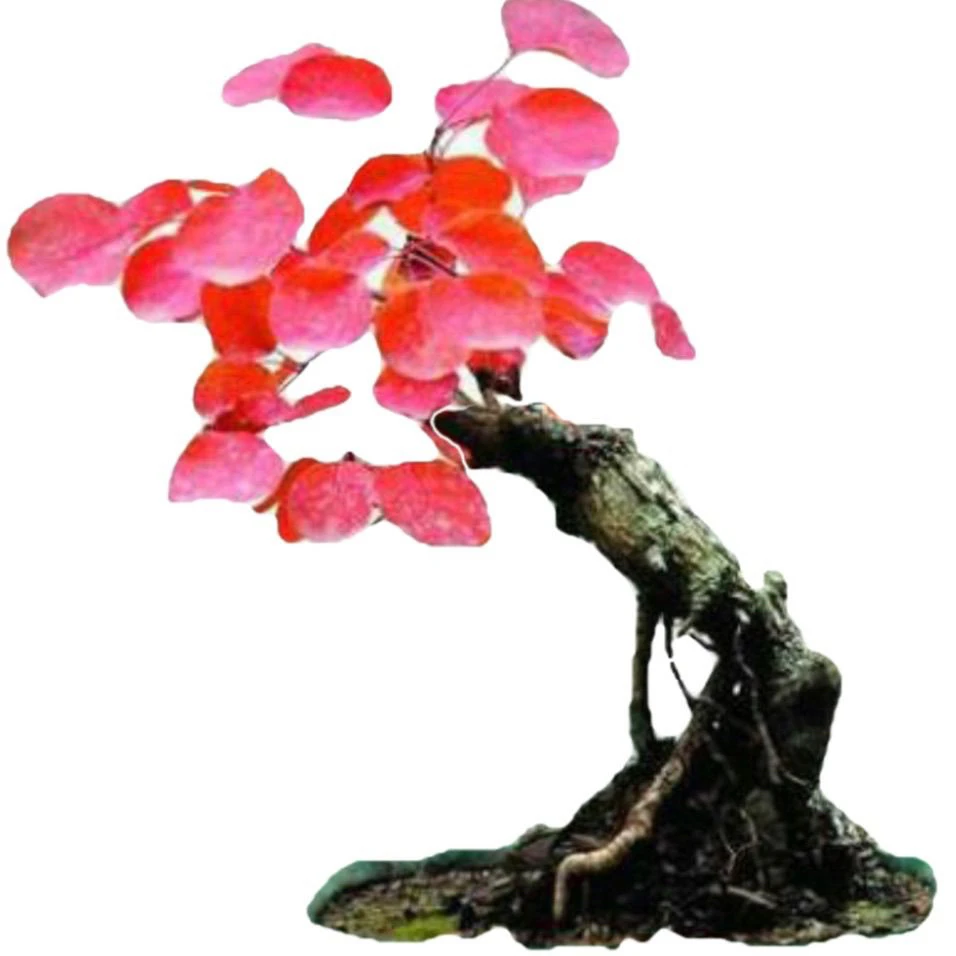 精品香山红叶黄栌盆景素材