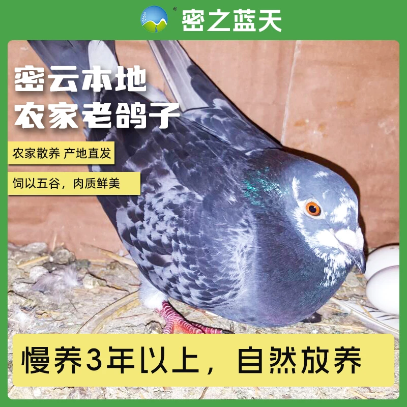 密之蓝天密云本地农家散养自由觅食正宗老鸽子2只 新鲜现抓 3年火锅食材