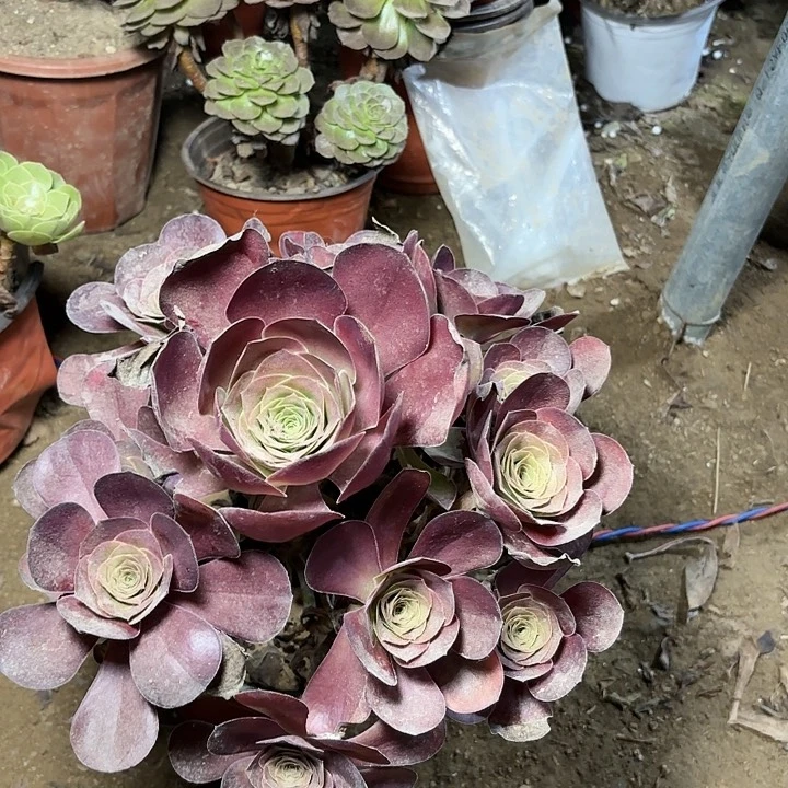 多肉植物魅金玫瑰6