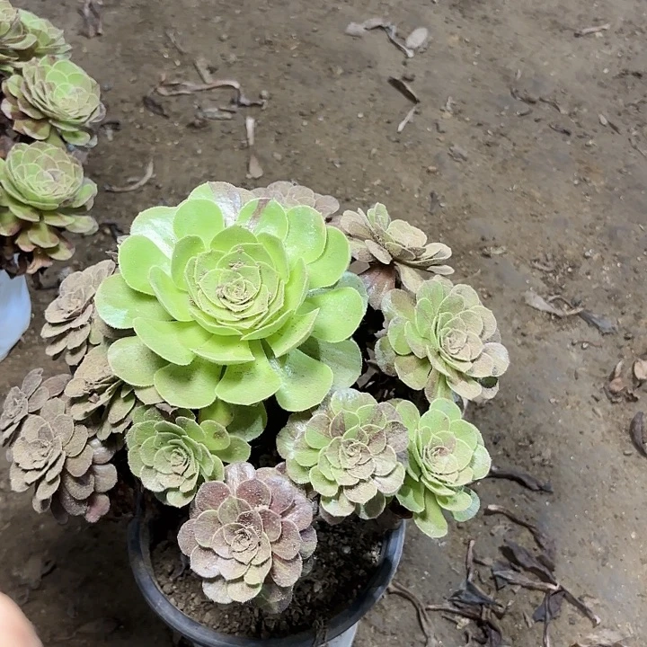 多肉植物花月夜46