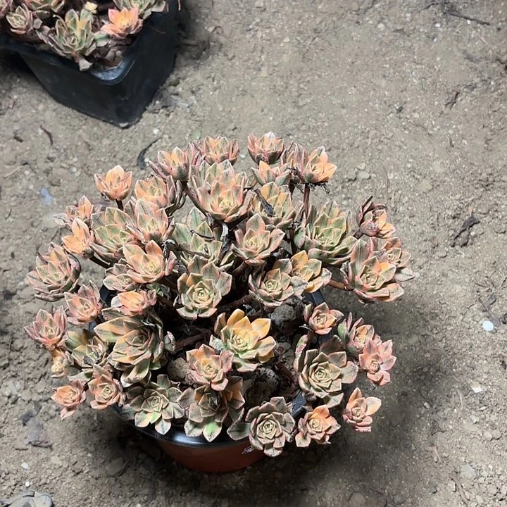 多肉植物法师甜茶4