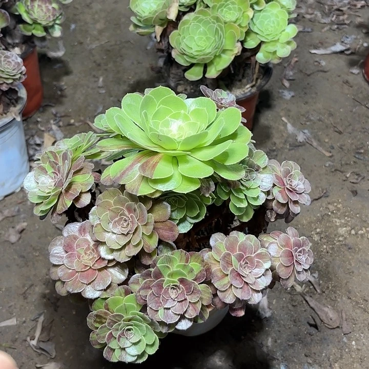 多肉植物花月夜19